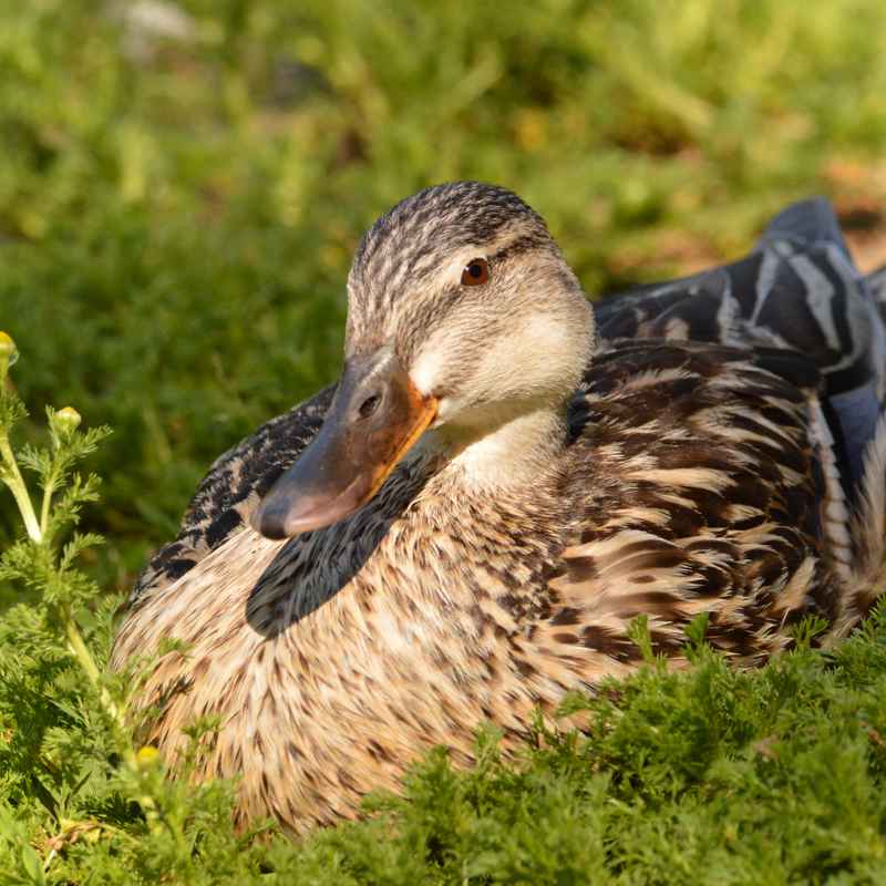  Photo of a mallard duck