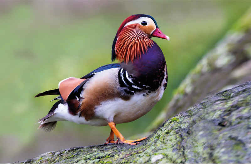 June - Mandarin Duck - Flying visit Kearsney Abbey